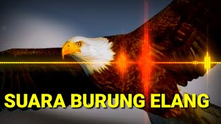 SUARA BURUNG ELANG SEDANG MENGINTAI MANGSANYA