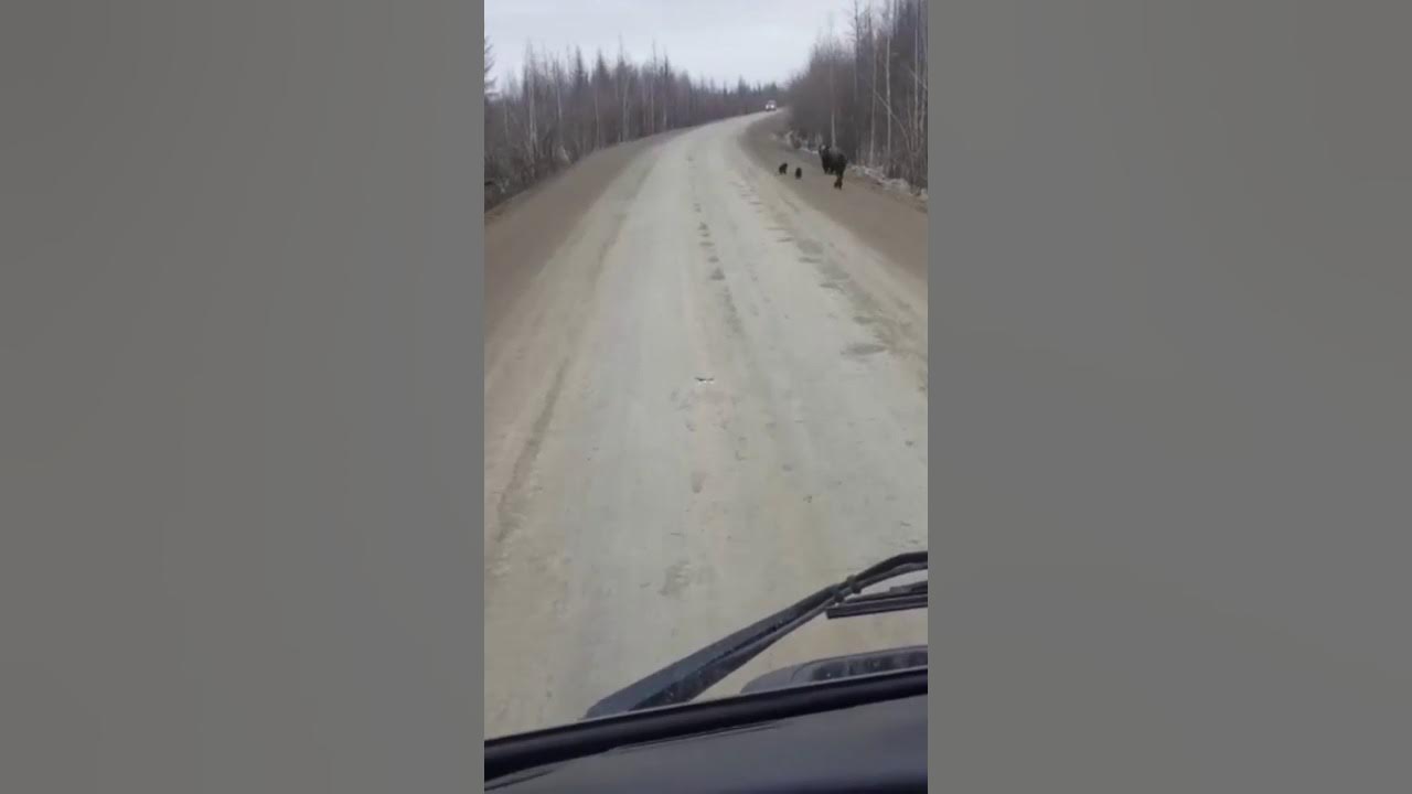 медведи в карелии 2022. кургальский медведи. три медведя на трассе. камчатка медведи. бурые медведи на трассе.