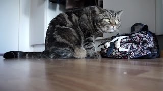 Кот и рюкзак; Cat and backpack Кот и рюкзак; Cat and backpack