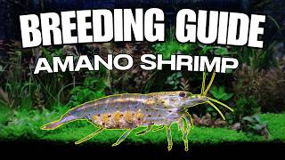 2025 How to *ACTUALLY* Breed Amano Shrimp