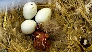 Full orange zebra finch chicks hatching wow birds babies