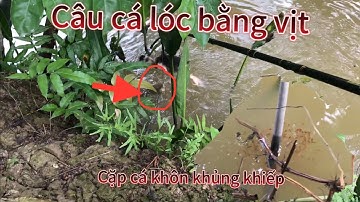 Câu cá lóc.Lần đầu gặp cặp cá khôn như vậy.Nhờ các cao thủ chia sẻ kinh nghiệm với nhé@TruongTu71