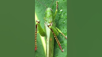 Beautiful and Edible ❤️ Big Green Grasshopper #shorts #likes #grasshopper