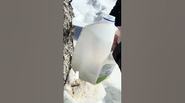 Checking out Maine Maple tree taps for collection #homestead #sahm