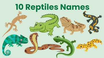 10 Reptiles Name | Reptiles Name in English | Names of Reptiles #reptilesname