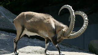 الماعز الجبلي في مصر( Nubian Ibex ) وزن الذكر يصل الي 150 كيلو جرام ويصل طول القرون الي 1 متر !