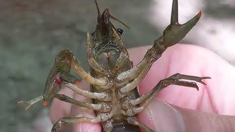 All About Crayfish
