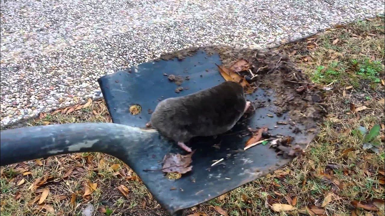 На что ловить крота