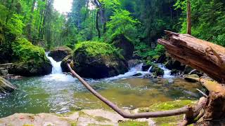 Таёжные реки