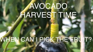 How to Grow AVOCADOS  AT HOME - WHEN IS THE BEST TIME TO PICK?