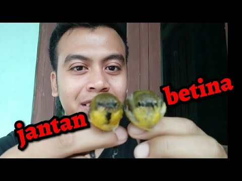 Cara Membedakan Sotong Jantan Betina Yang Masih Ijoan Muda