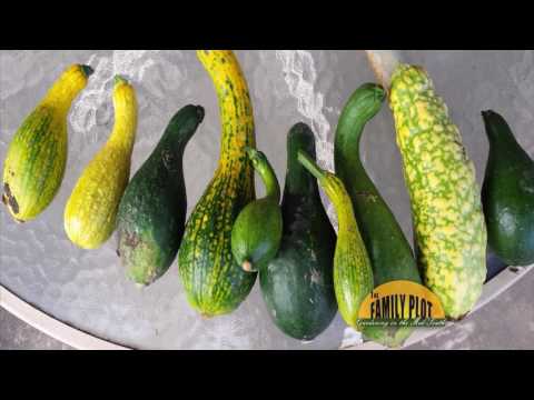 Video: Penyakit Tanaman Zucchini - Mengobati Penyakit Umum Zucchini Di Kebun