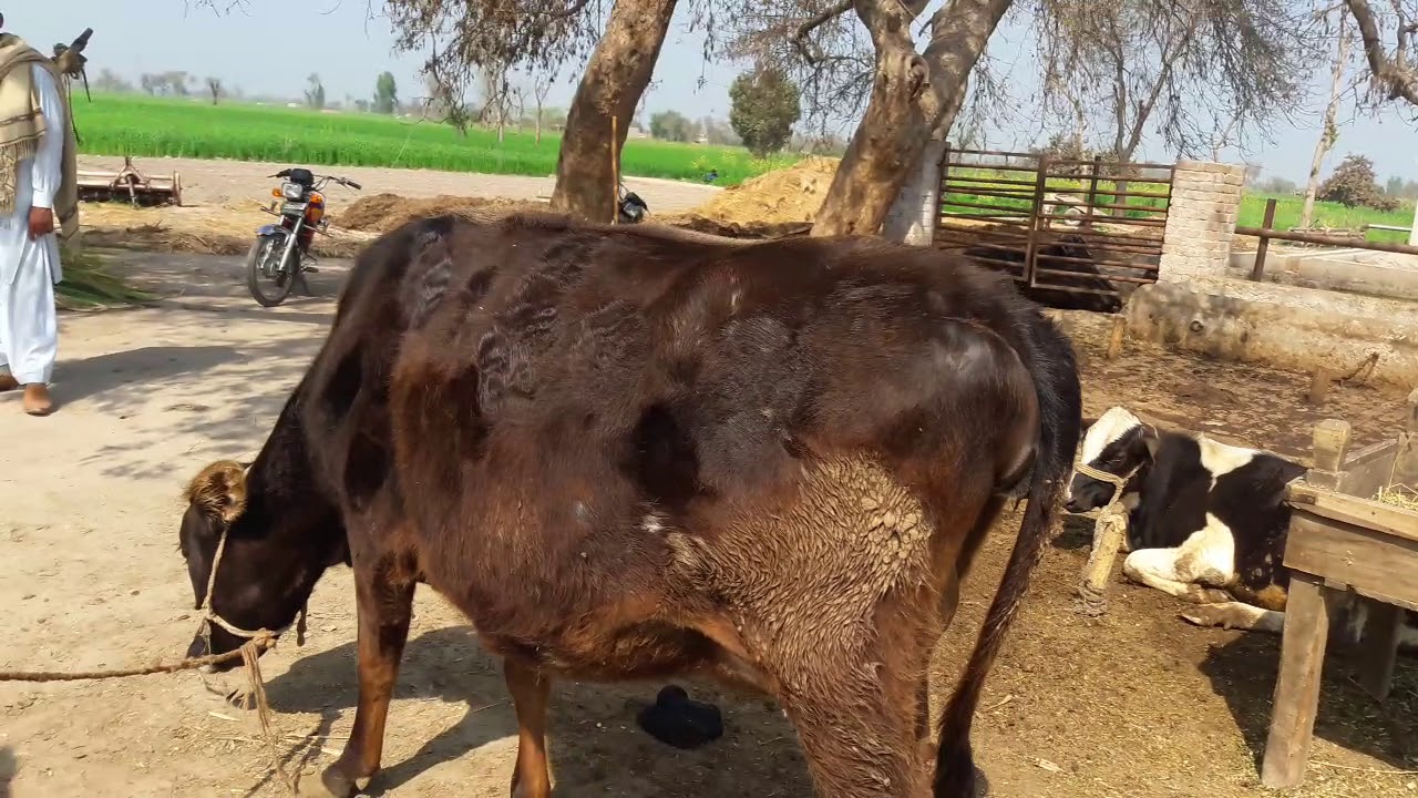 COWS FOR SALE IN PAKISTAN ON YOUTUBE 3/3/2020/03047970076