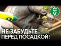 КАЖДЫЙ КОЧАН КАПУСТЫ БУДЕТ СОЧНЫМ, если перед ее посадкой сделать это!