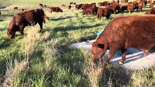 Bull and steer mob are enjoying the forage on our newly purchased farm with twice daily moves. by Greg Judy Regenerative Rancher 9,791 views 2 weeks ago 6 minutes, 59 seconds