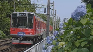 アジサイシーズンの箱根登山鉄道線＠箱根湯本駅、大平台駅