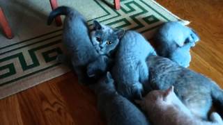 British shorthair cattery Beauty of Freya:  Little afternoon lunch and nap - litter Z1 by Beauty Of Freya Cattery 293 views 9 years ago 1 minute, 15 seconds