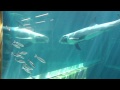 20140916【ハナゴンドウの結に遊んでもらった@箱根園水族館】