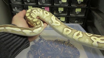 The Gold Blush Project Is Taking Over My Ball Python Collection