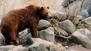 Бурые медведи: Тайны леса, о которых вы не знали#animals #животные #бурыймедведь #медведь