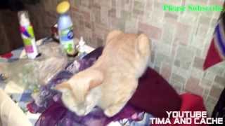 Кот Кеша - поза куропатки / funny cats Кот Кеша - поза куропатки / funny cats