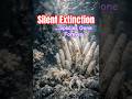 Silent Extinction: Species Disappearing Before We Even Discover Them