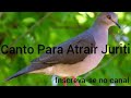 Canto Para Atrair Juriti 💥🐦💥💥