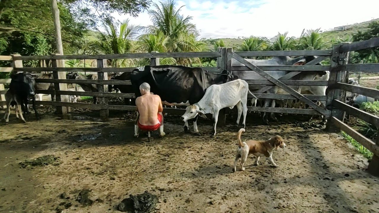 Que sonido hacen las vacas