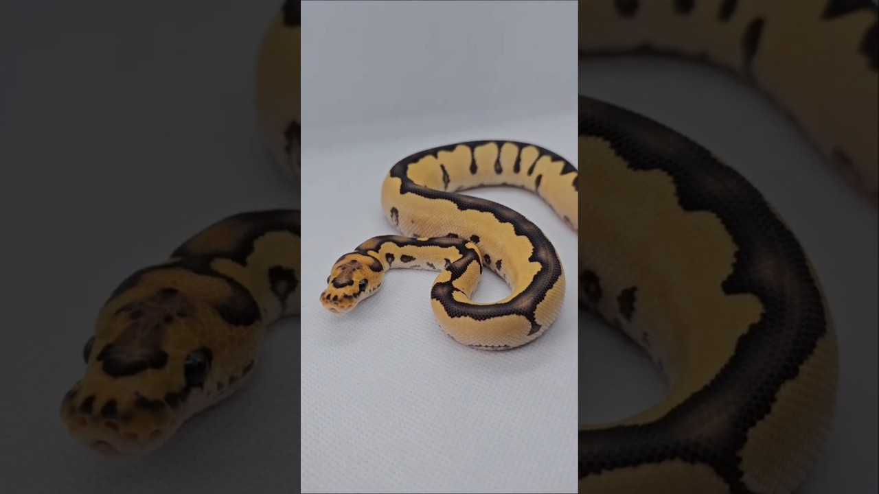My "Ball Python" life be like