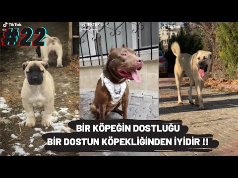 TİKTOK KÖPEK VİDEOLARI (BİR KÖPEĞİN DOSTLUĞU BİR DOSTUN KÖPEKLİĞİNDEN İYİDİR !) #22