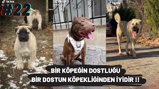 TİKTOK KÖPEK VİDEOLARI (BİR KÖPEĞİN DOSTLUĞU BİR DOSTUN KÖPEKLİĞİNDEN İYİDİR !) #22