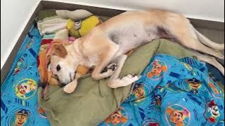 Did You Miss My Diabetic Princess Nala? 😍 - Takis Shelter