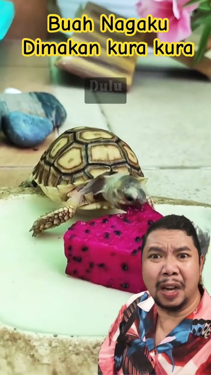 KURA KURA SUKA BUAH NAGA!!!?? #tortoise #animals #cute #turtle #pets