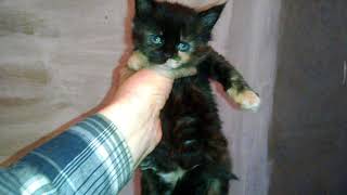 Мейн кун темного черепахового окраса. Maine Coon dark tortoise color Мейн кун темного черепахового окраса. Maine Coon dark tortoise color