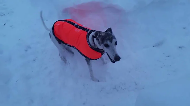 Whippet snow day exercise