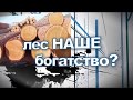 Лес НАШЕ богатство?