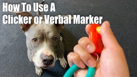Train Your Dog With A Clicker Or Verbal Reward Marker