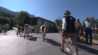 Download Lagu Bringing down the cattle to Rinn - Almabtrieb in Rinn MP3