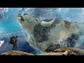 10 Most Amazing Creatures Found Frozen In Ice!
