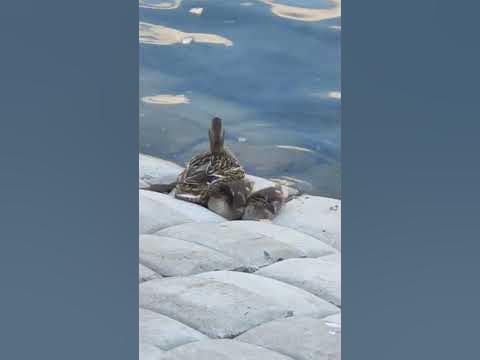 Утятя - YouTube