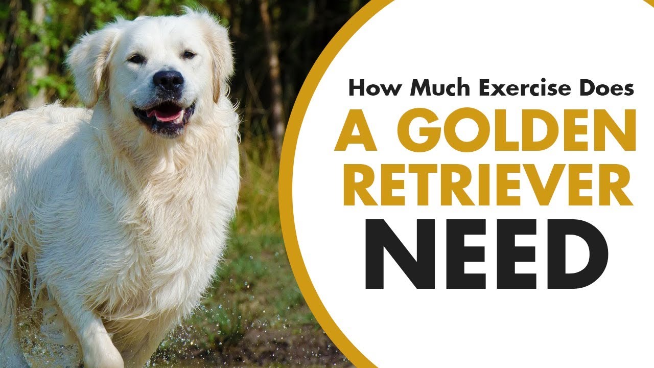 how much exercise should a golden retriever puppy get