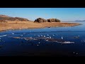 прекрасные белые но пугливые цапли (сильный ветер)
