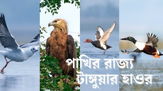 Birds of Tanguar Haor | টাঙ্গুয়ার পাখি | টাঙ্গুয়ার হাওর | পাখির রাজ্য