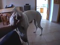 GALGOS EN CASA, ZURI EVOLUCION