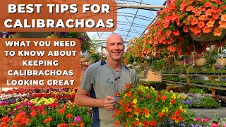 Best Tips for Calibrachoas (Million Bells)  How to Keep Calibrachoas Looking Great