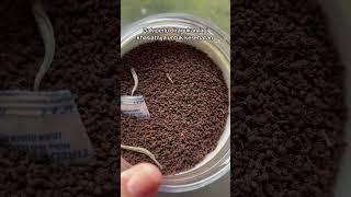 REKOMENDASI TEH HITAM ASLI CUMA 99 RIBUAN #fypviral #fypyoutube #tehhitam #tehsultan