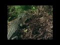 Alligator Behavior and Life Cycle Quiz