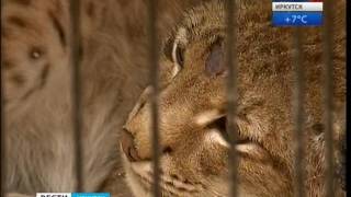 «Домашняя рысь». К чему приводят игры человека с дикой природой, "Вести-Иркутск" «Домашняя рысь». К чему приводят игры человека с дикой природой, "Вести-Иркутск"