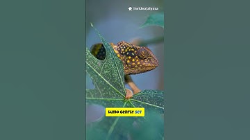 The chameleon suprise #chameleonlove #shortsfeed #shortstory #shortsviral #shortvideo