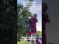Celebrate joyfilled grounding activities. Picking apples with friends is part of my 5H activities.